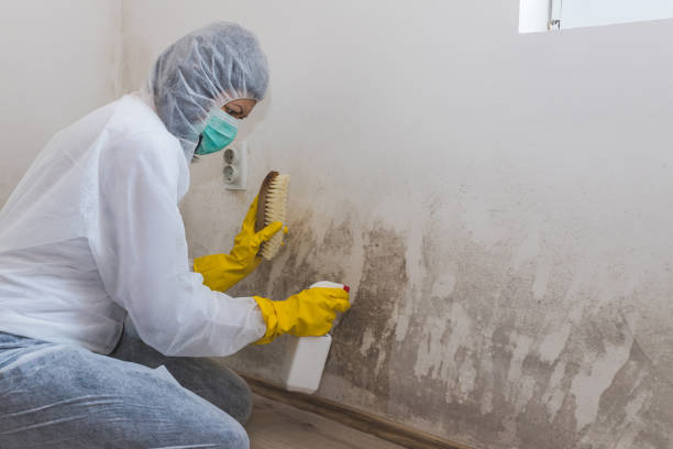 Forensic Mold Investigation in Charleston, MS